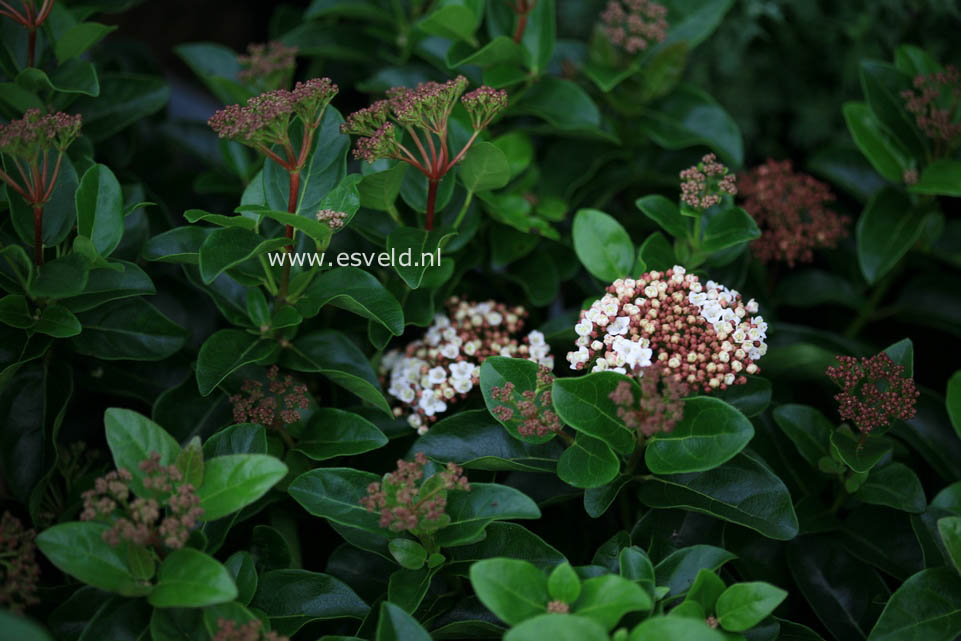 Viburnum tinus 'Anvi' (SPIRIT)