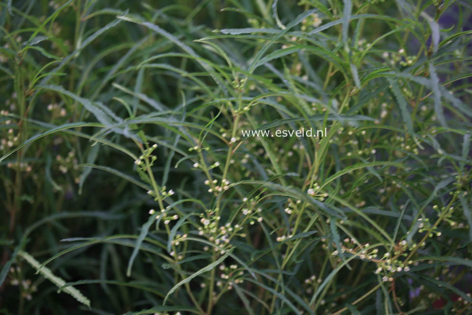 Frangula alnus 'Fine Line'