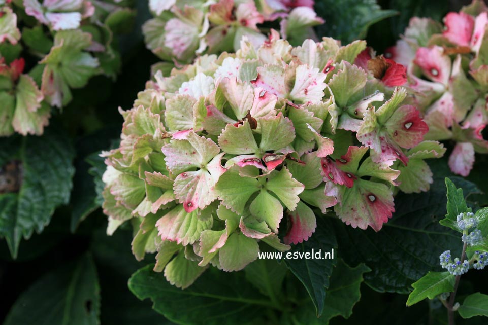 Hydrangea macrophylla 'Fantasia' (FOREVER & EVER)