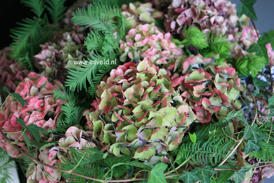 Hydrangea macrophylla