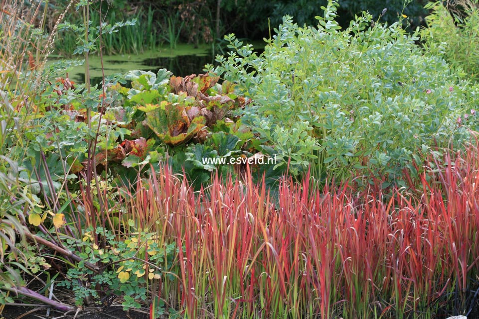 Imperata cylindrica 'Red Baron'