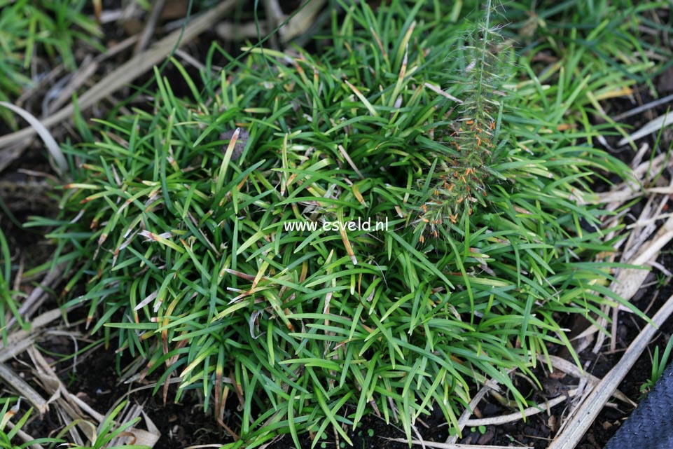 Ophiopogon japonicus 'Minor'