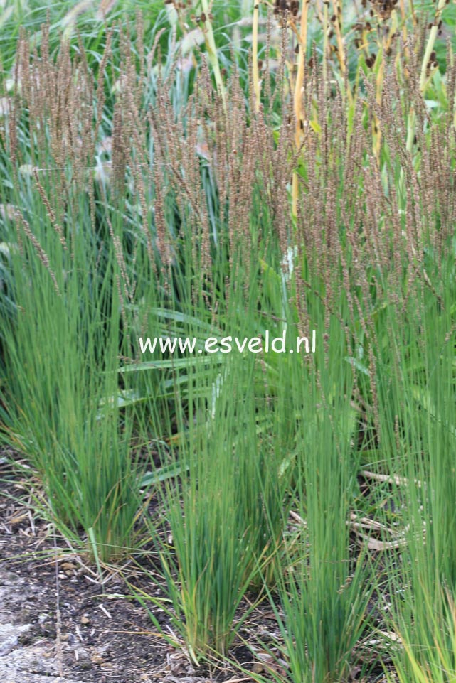 Molinia caerulea 'Moorhexe'