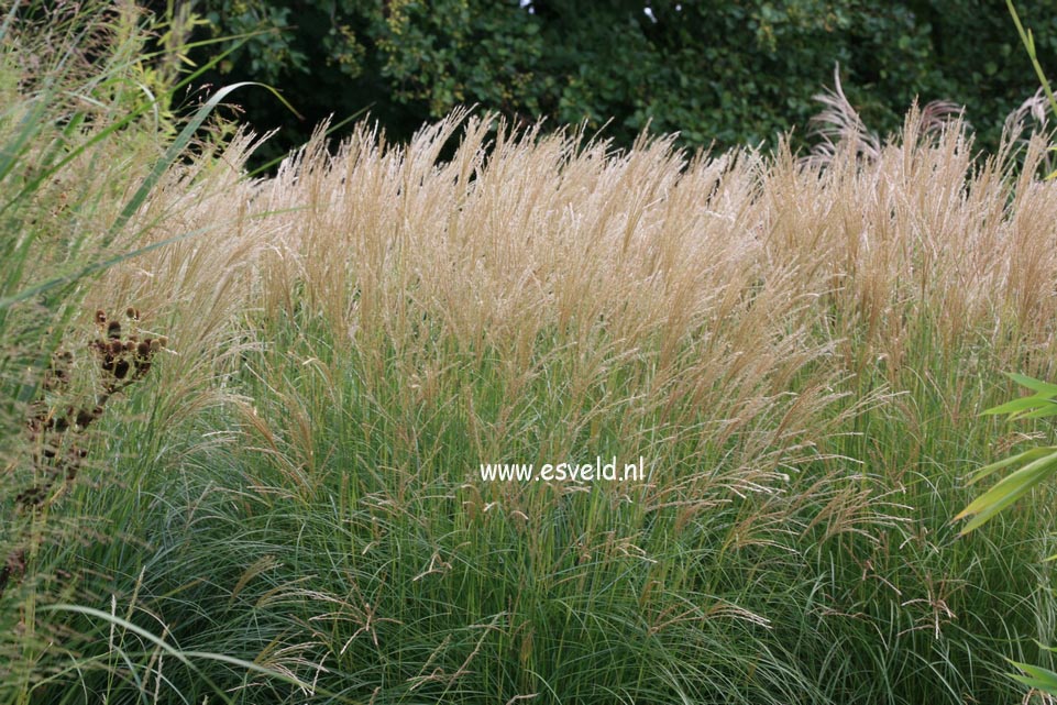 Miscanthus sinensis 'Yaku Jima'