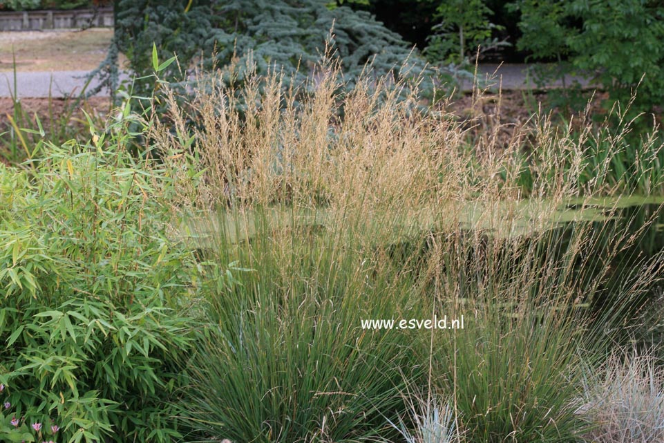 Molinia caerulea 'Heidebraut'