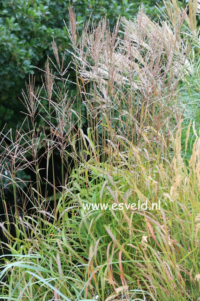 Miscanthus sinensis 'Afrika'