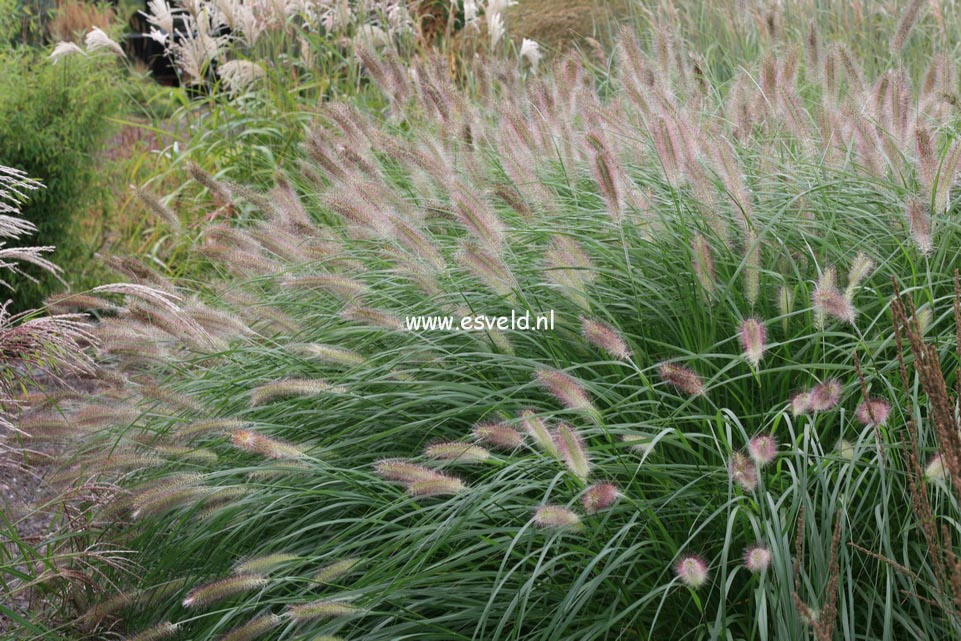 Pennisetum alopecuroides 'Herbstzauber'