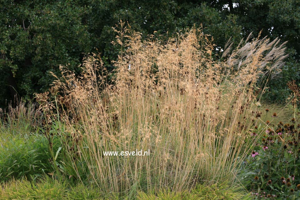 Stipa gigantea