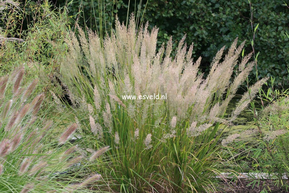 Calamagrostis brachytricha