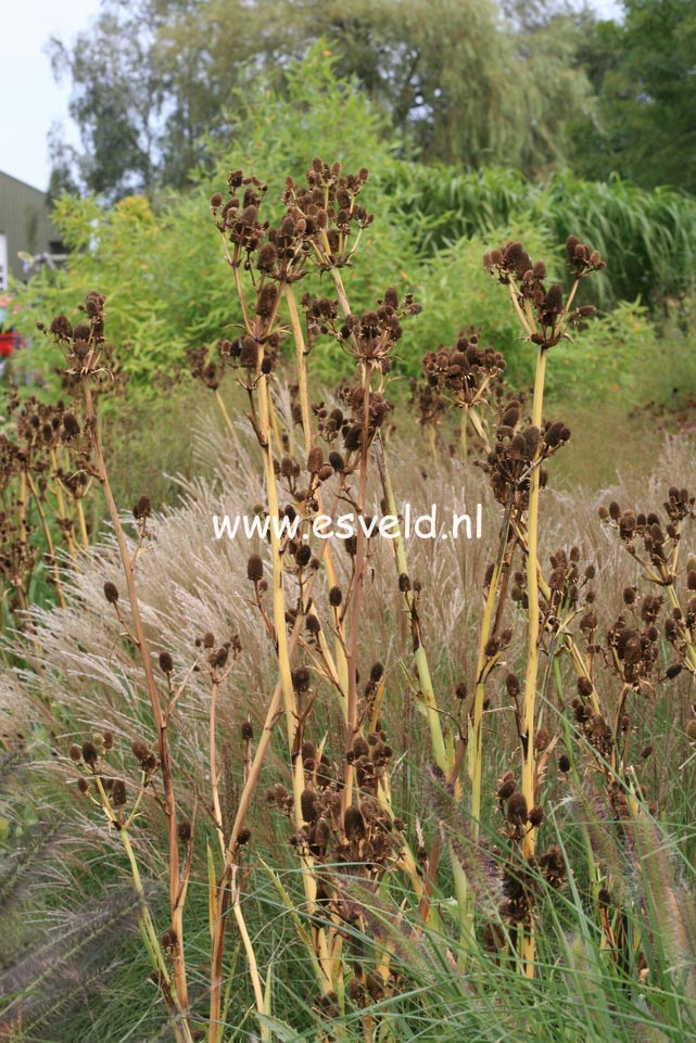 Eryngium agavifolium