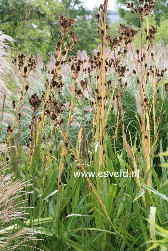 Eryngium agavifolium