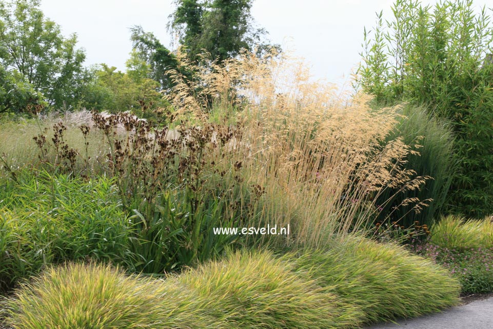 Stipa gigantea