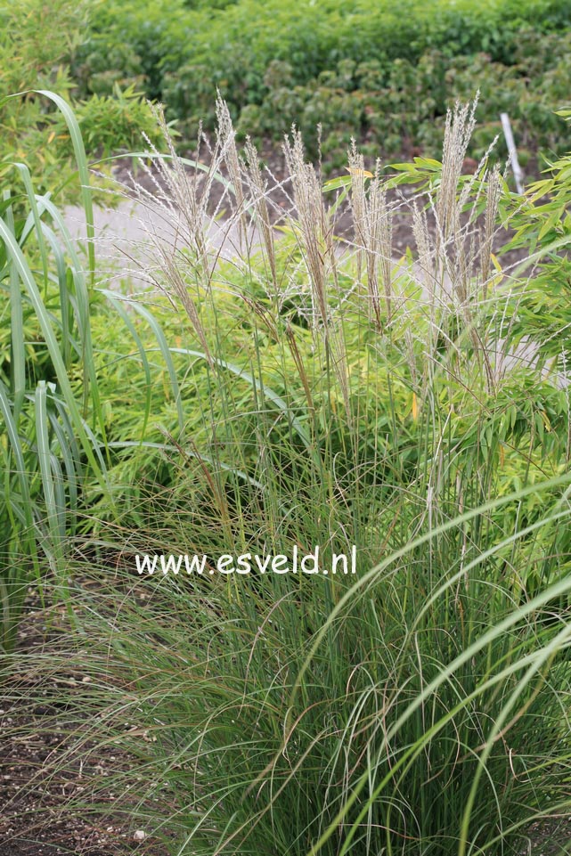 Miscanthus sinensis 'Kleine Silberspinne'