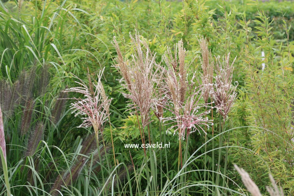 Miscanthus sinensis 'Malepartus'