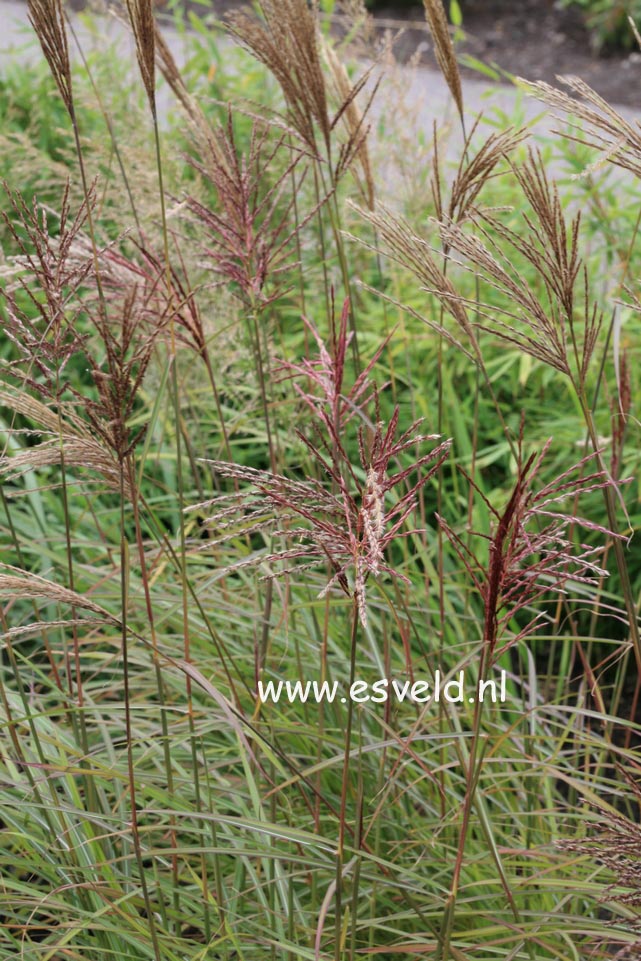 Miscanthus sinensis 'Sioux'