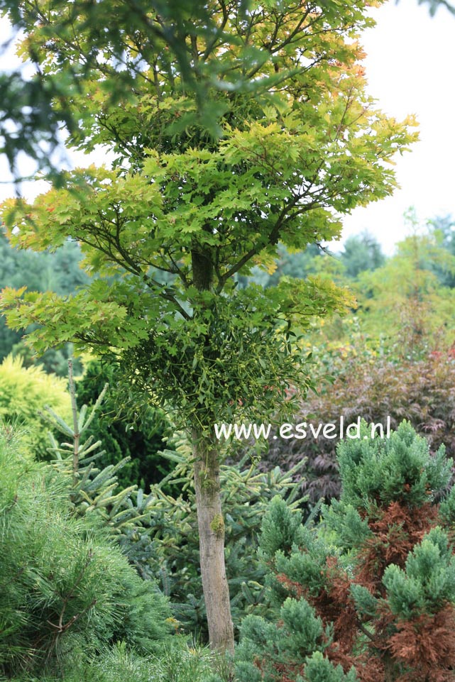 Acer shirasawanum 'Aureum'