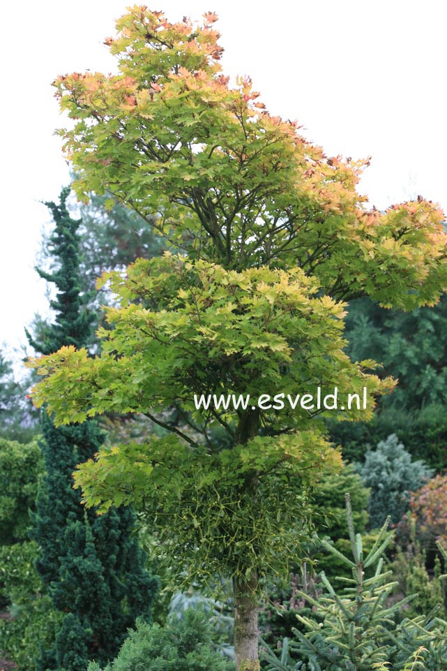 Acer shirasawanum 'Aureum'