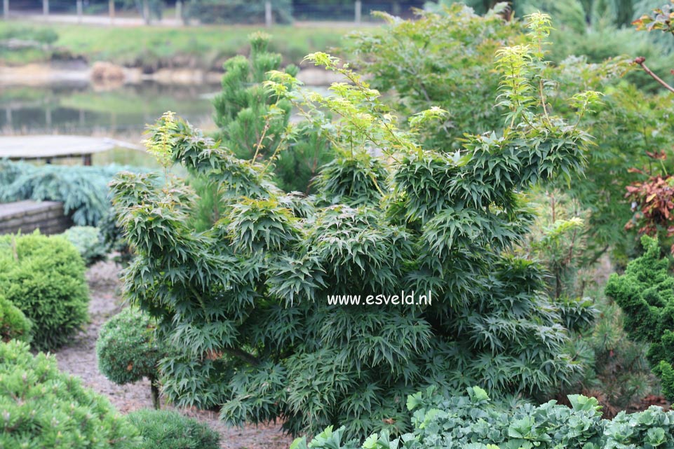 Acer palmatum 'Mikawa yatsubusa'