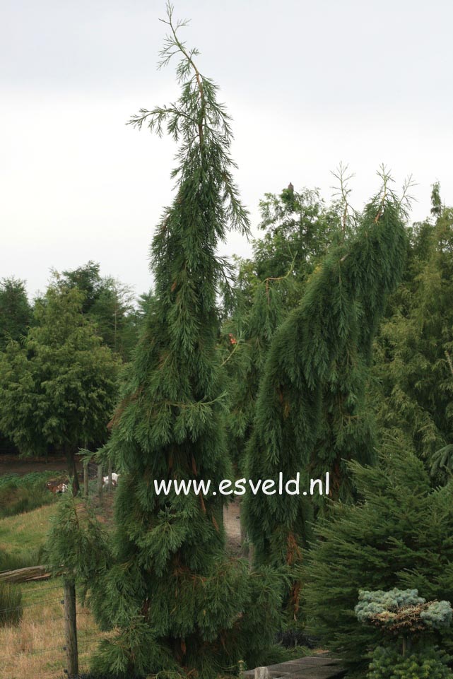 Sequoiadendron giganteum 'Barabits Requiem'