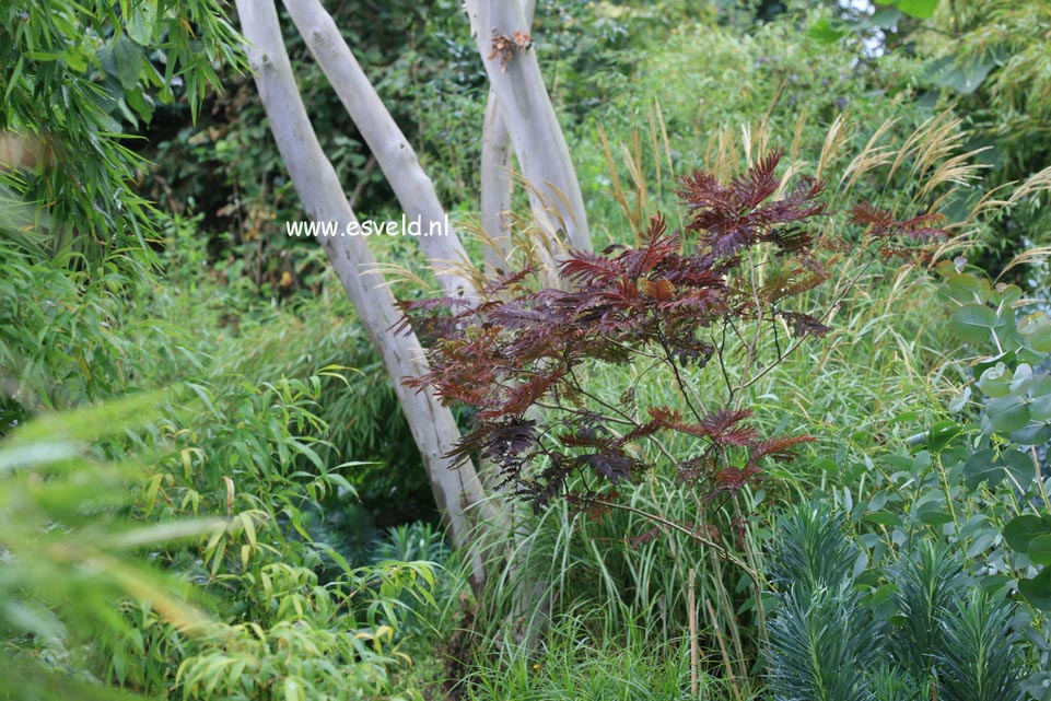 Albizia julibrissin 'Summer Chocolate'