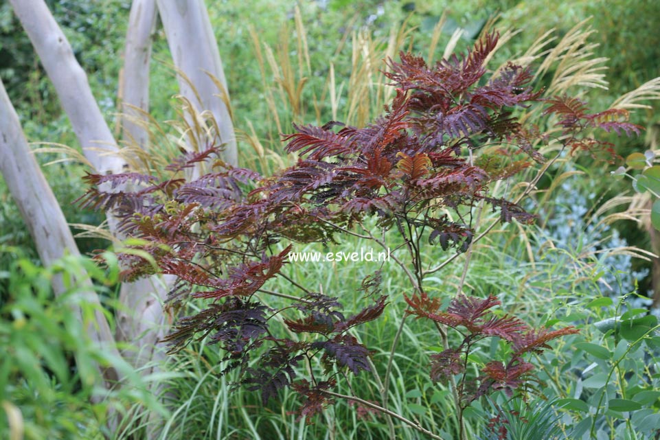 Albizia julibrissin 'Summer Chocolate'