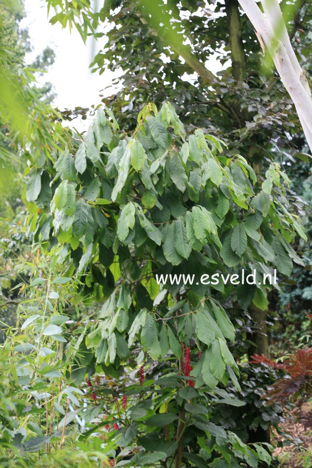 Asimina triloba