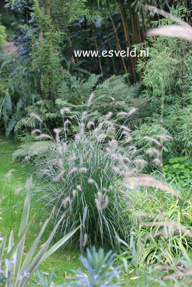 Pennisetum alopecuroides