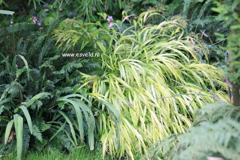 Hakonechloa macra 'Aureola'