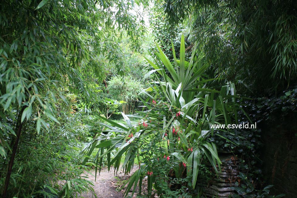 Trachycarpus fortunei