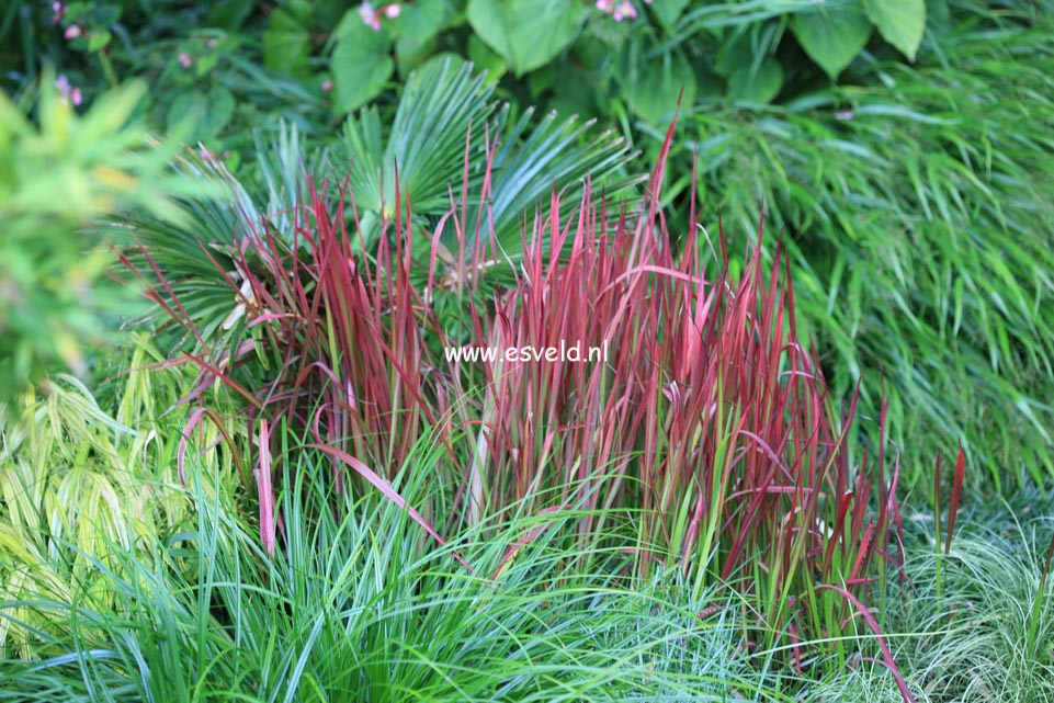 Imperata cylindrica 'Red Baron'