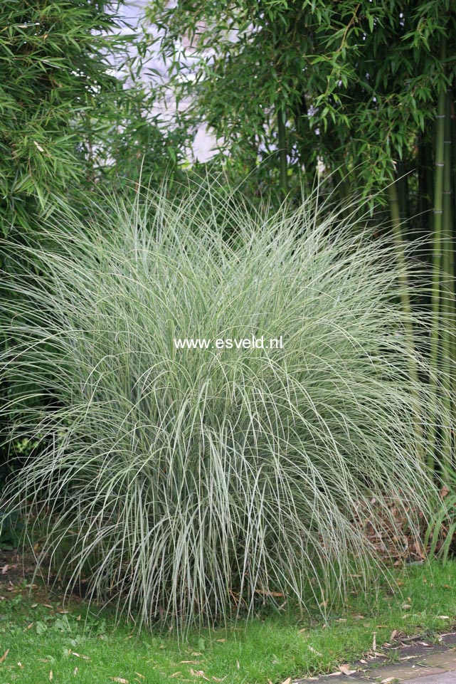 Miscanthus sinensis 'Morning Light'