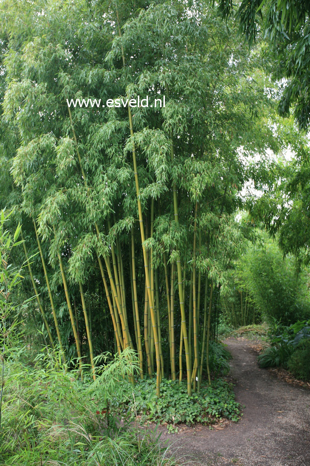 Phyllostachys iridescens