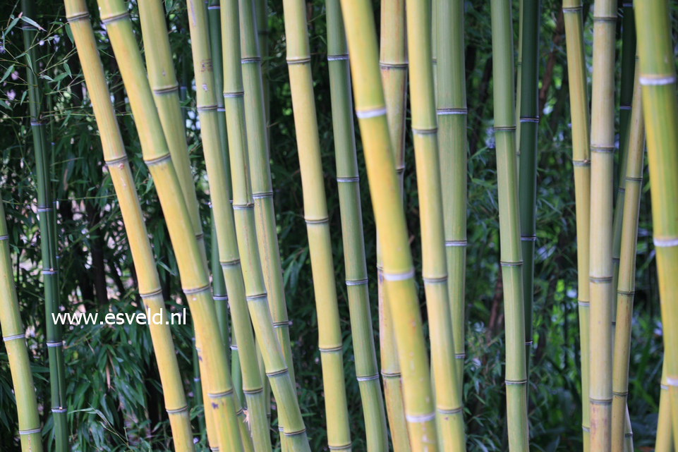 Phyllostachys iridescens