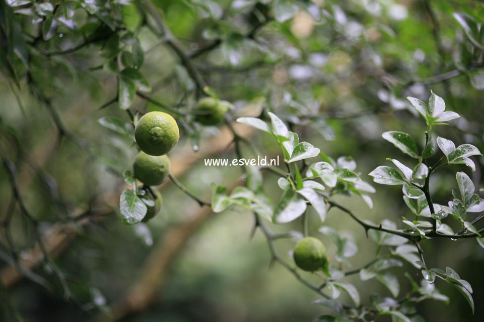 Poncirus trifoliata