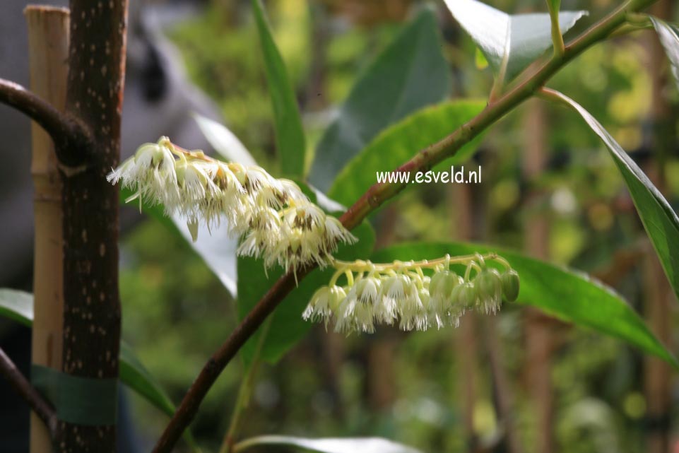 Elaeocarpus sylvestris