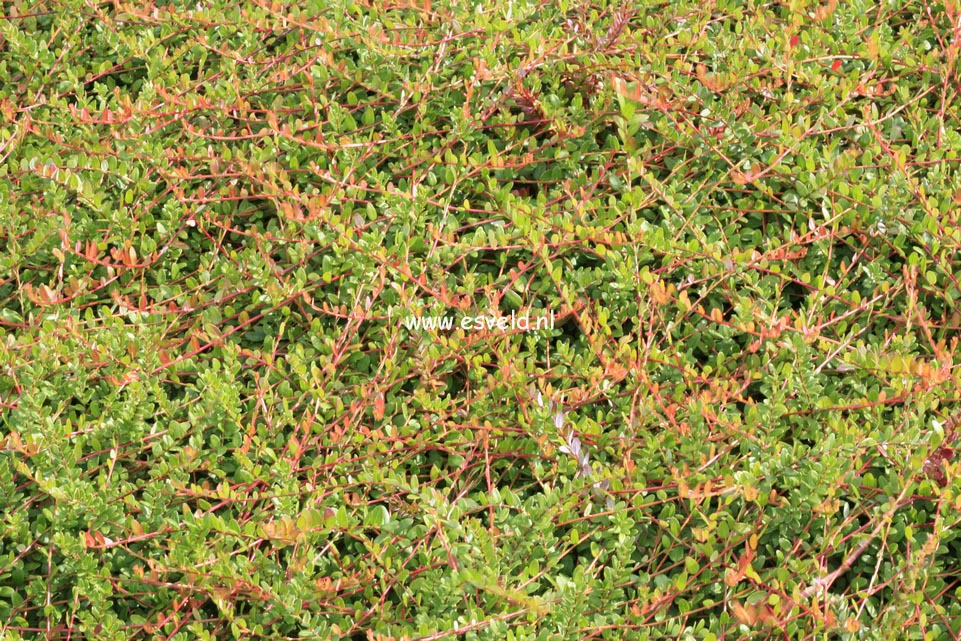 Vaccinium macrocarpon 'Langlois'