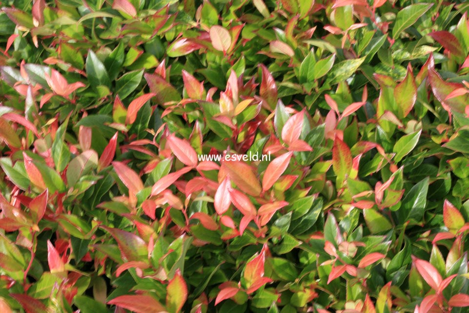 Leucothoe 'Zeblid' (SCARLETTA)