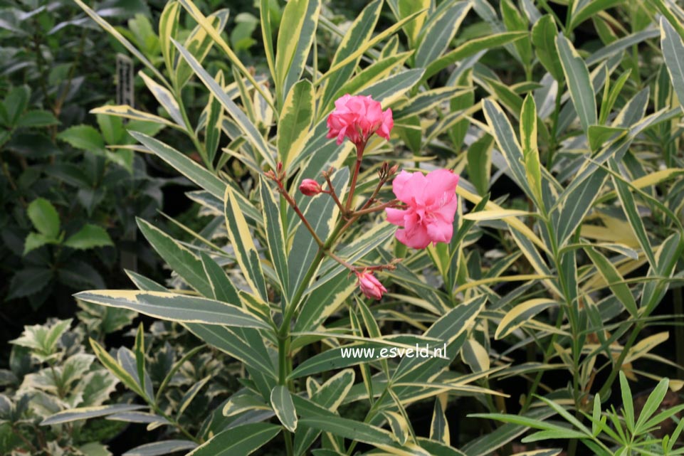 Nerium oleander 'Variegatum'