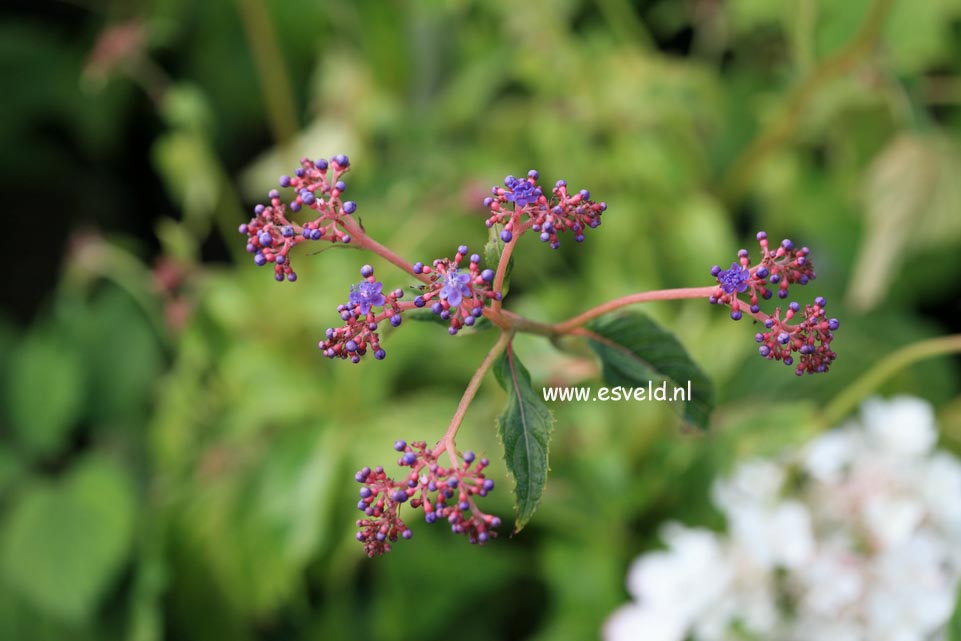 Cardiandra formosana