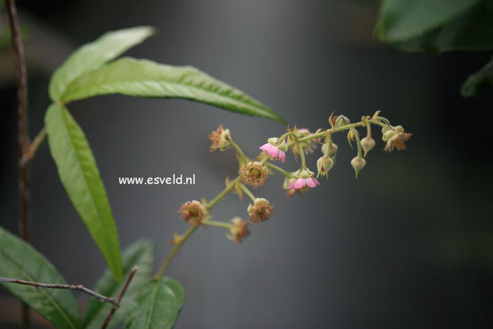 Rubus henryi bambusarum