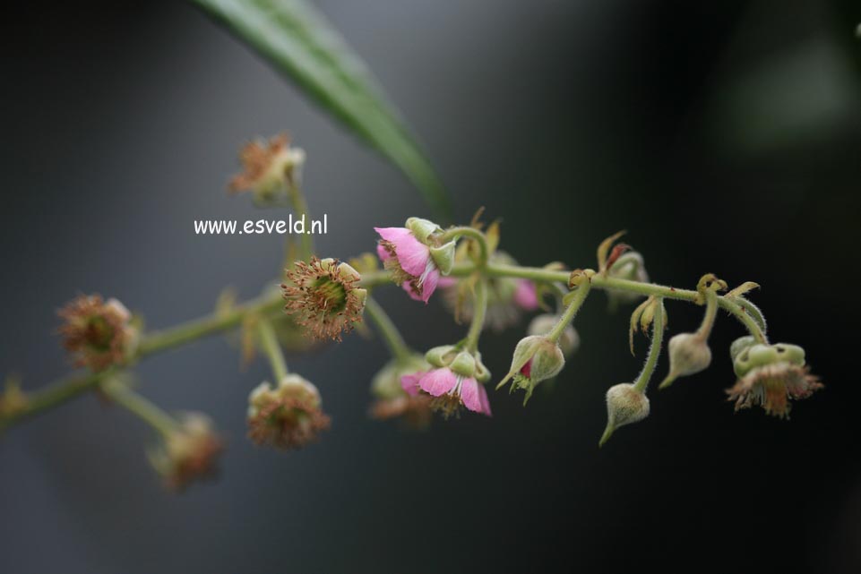 Rubus henryi bambusarum