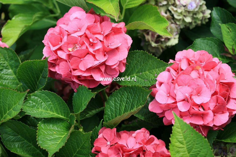 Hydrangea macrophylla 'Masja'