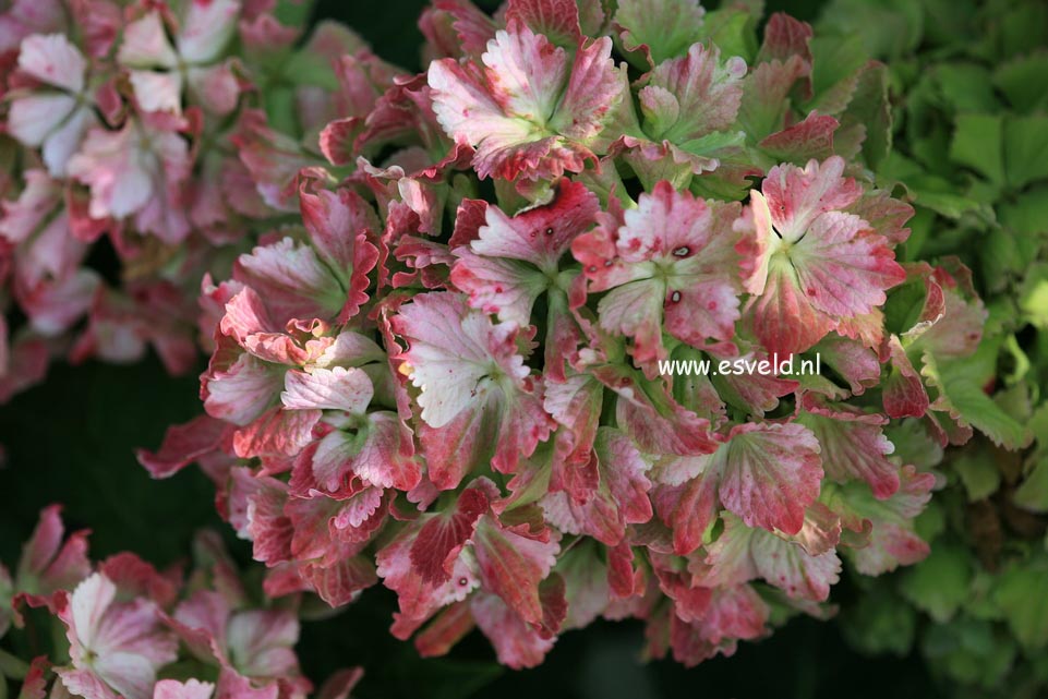 Hydrangea macrophylla 'Fantasia' (FOREVER & EVER)