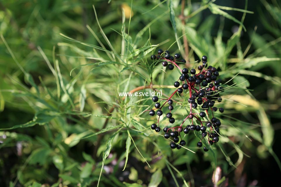 Sambucus nigra 'Linearis'