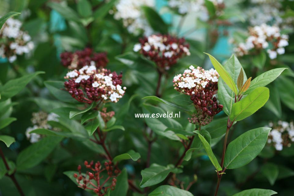 Viburnum tinus 'Anvi' (SPIRIT)