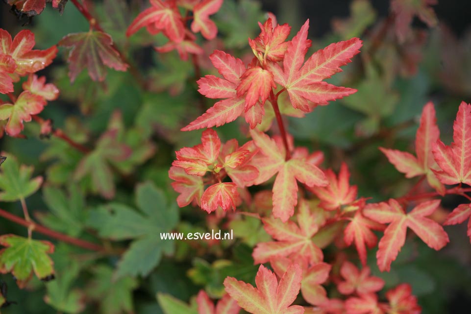 Acer palmatum 'Koto maru'