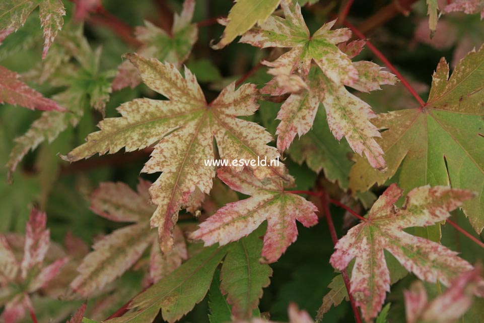 Acer palmatum 'Johnnie's Pink'