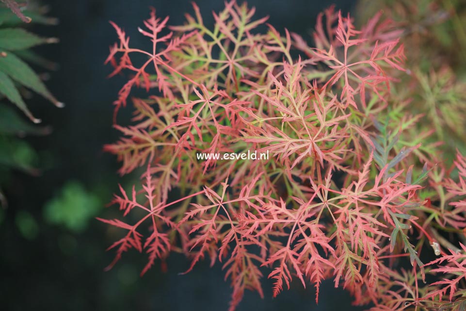 Acer palmatum 'Baldsmith'