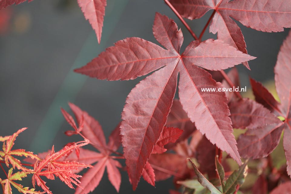 Acer palmatum 'Summer Sunset'