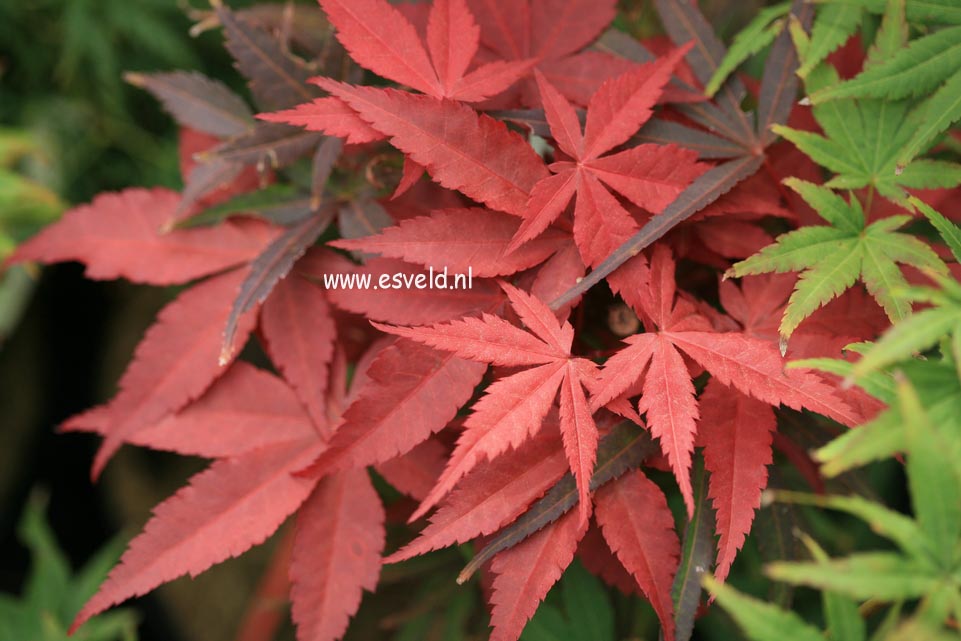 Acer palmatum 'Beni ohtake'